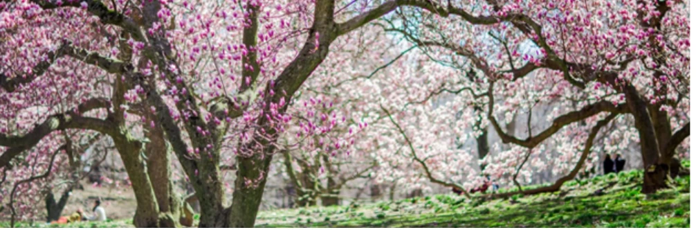 A tree with purple flowers in a garden